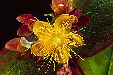 平台对战类新作《帽子之王》公布 10月开启欢乐对决